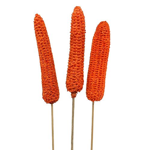 Floristik24 Corn on the cob on a stick orange 20 pcs