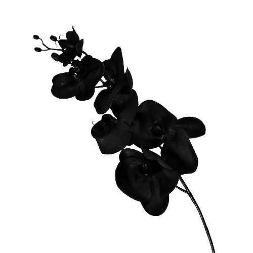 Floristik24 Orchid black L80cm