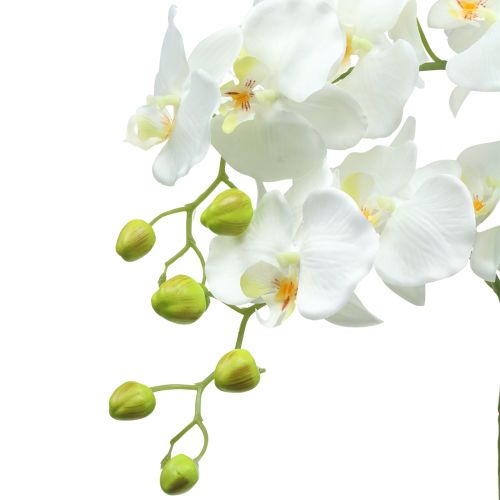 Product Orchid White on 65cm bulb