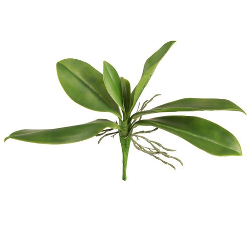 Product Orchid leaves with aerial roots artificial 34x8x18cm