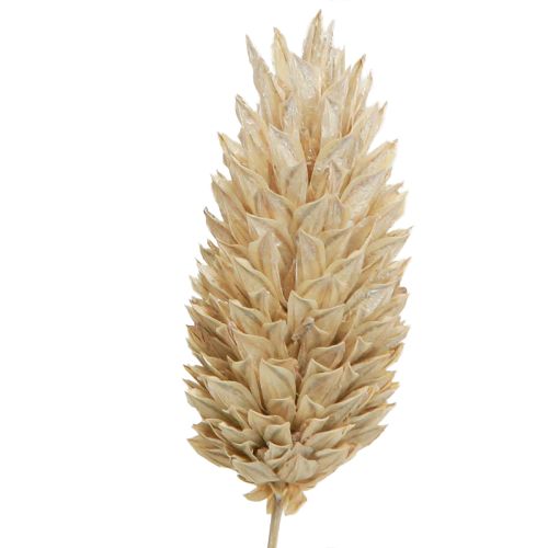 Product Phalaris Canary Grass Dried Flowers White L64cm 75gx2St