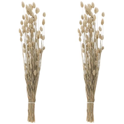 Product Phalaris Canary Grass Dried Flowers White L64cm 75gx2St