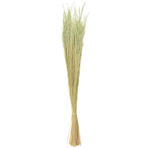 Product Bent Grass Agrostis Capillaris Dry Grasses Green 65cm 80g