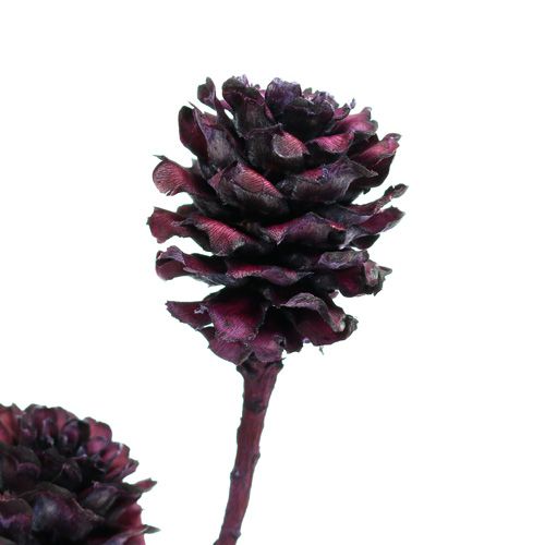 Product Salignum branches with cones Berry 25 pcs