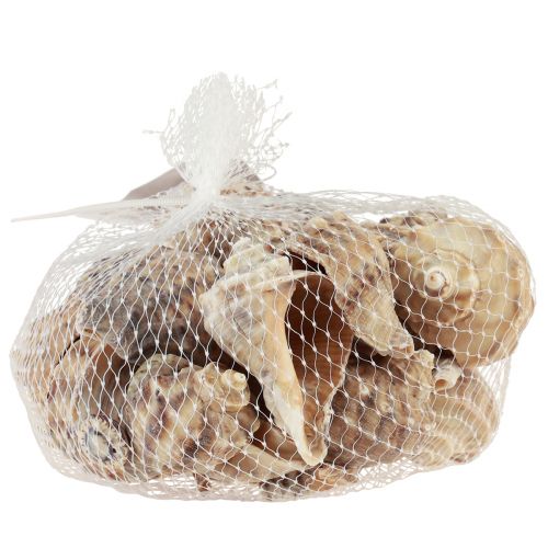 Product Snail shells decorative sea snails brown cream 4-6cm 300g