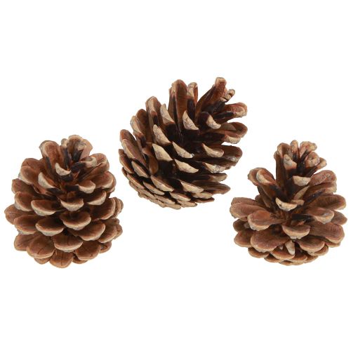 Black pine cones natural decorative pine cones 5-8cm 250g