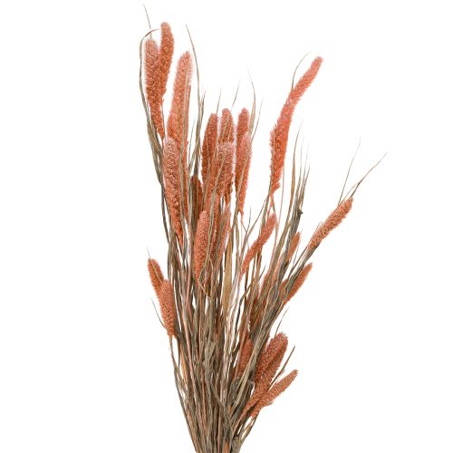 Setaria Bristle Millet Dry Decoration Salmon 69cm 70-75g x 2pcs