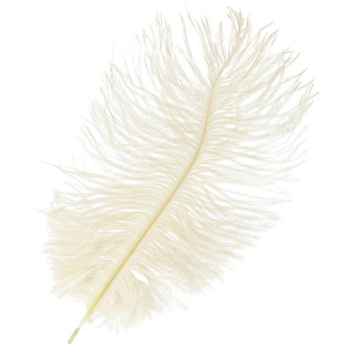 Product Exquisite cream-white decorative feather ostrich feather white 20-25cm 12 pieces