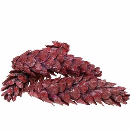 Floristik24 Strobus cones natural decoration red 15cm - 20cm 50 pcs