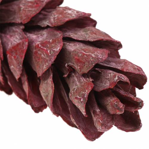 Product Strobus cones natural decoration red 15cm - 20cm 50 pcs