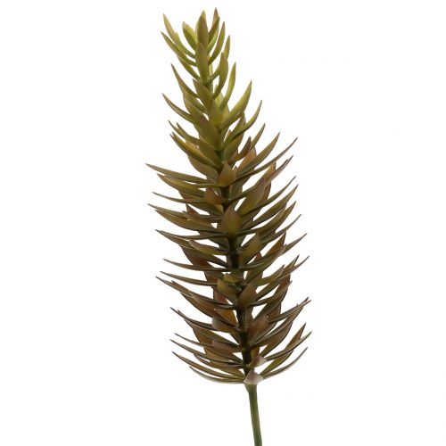 Succulent branch light brown green 48cm