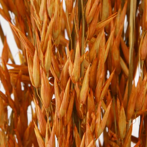 Product Dry Decoration Oat Decoration in Orange L64cm 70-75g 2pcs