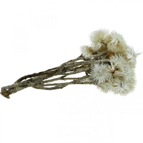 Product Dried flowers cap flowers natural white, straw flowers, dried flower bouquet H33cm