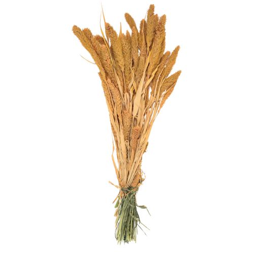 Product Dried flowers, Setaria Pumila, bristle millet orange 72cm 225g