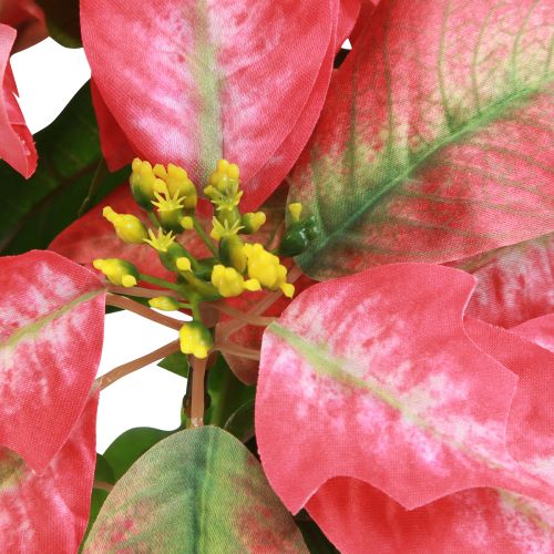 Product Poinsettia Red Pink Artificial Poinsettia L53cm