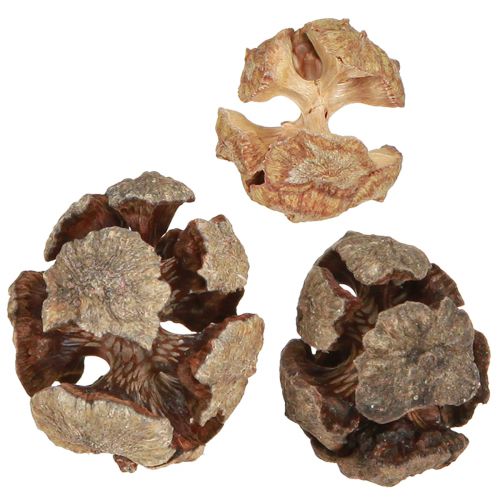 Floristik24 Cypress cones decoration natural cypress cones 2-4cm 250g