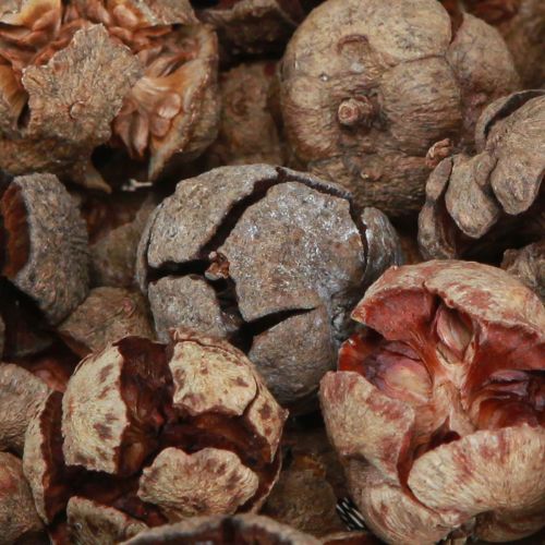 Product Cypress cones decoration natural cypress cones 2-4cm 250g