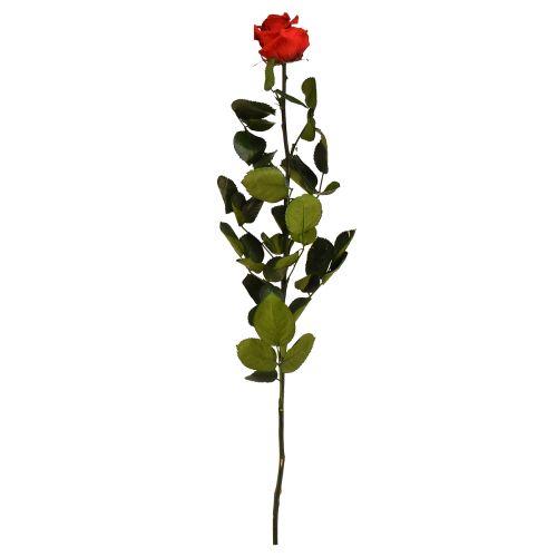 Floristik24 Amorosa Red Infinity Rose with Leaves Preserved L54cm