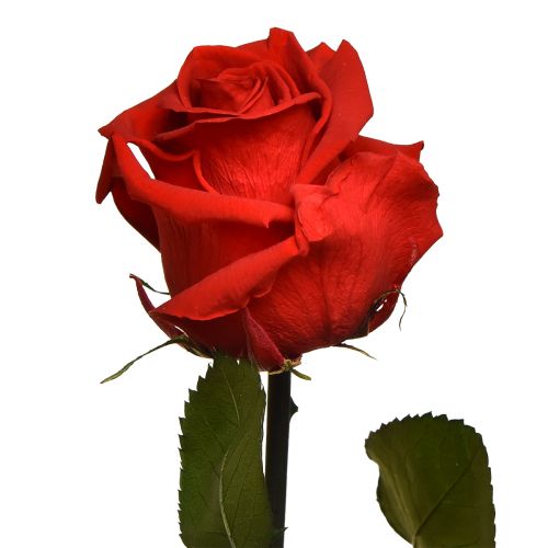 Product Amorosa Red Infinity Rose with Leaves Preserved L54cm