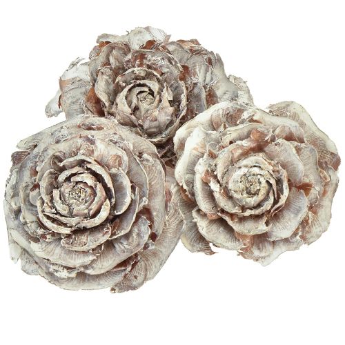 Cedar cones cut like rose Cedarrose 4-6cm white/natural 50 pieces
