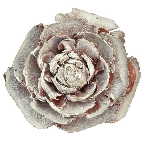 Product Cedar cones cut like rose Cedarrose 4-6cm white/natural 50 pieces