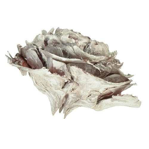 Product Cedar cones cut like rose Cedarrose 4-6cm white/natural 50 pieces