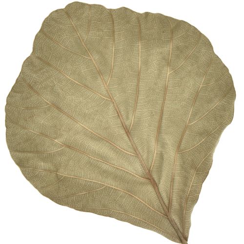 Product Cobra Leaves Dried Green Natural 15cm–17cm 50pcs
