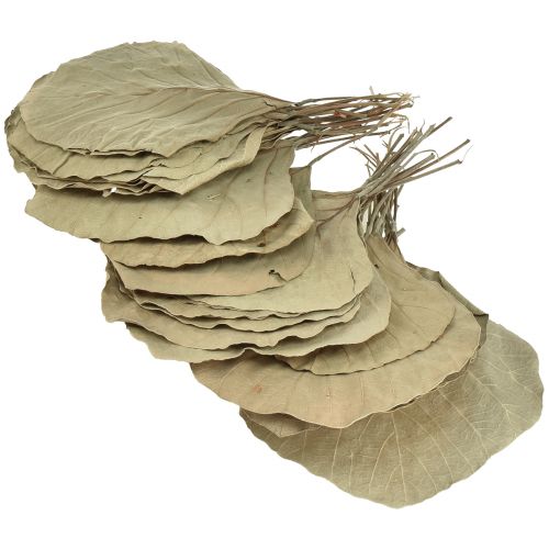 Product Cobra Leaves Dried Green Natural 15cm–17cm 50pcs