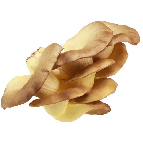 Product Decorative Mushrooms Light Brown Oyster Mushrooms Artificial 19×12×9cm