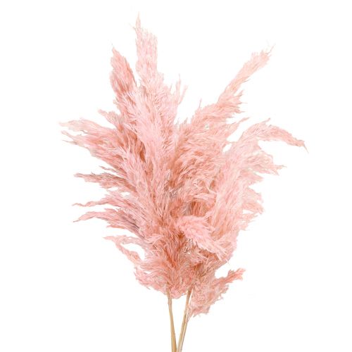 Floristik24 Pampas Grass Dried Pink Dried Floristry 65-75cm 6 pcs in bunch