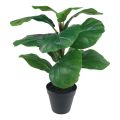 Floristik24 Artificial potted plant Ficus artificial plant in pot 42cm