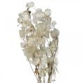 Floristik24 Lunaria dried flowers moon violet silver leaf dried 60-80cm 30g