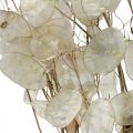 Floristik24 Lunaria dried flowers moon violet silver leaf dried 60-80cm 30g