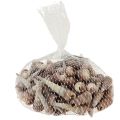 Floristik24 Snail shells decorative sea snails Turritella 4.5–5.5cm 300g