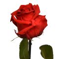 Floristik24 Amorosa Red Infinity Rose with Leaves Preserved L54cm