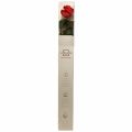 Floristik24 Amorosa Red Infinity Rose with Leaves Preserved L54cm