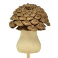 Floristik24 Flower plug cone mushroom decoration plug Advent 4.5cm 12pcs