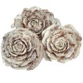 Floristik24 Cedar cones cut like rose Cedarrose 4-6cm white/natural 50 pieces
