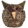 Floristik24 Decorative owl plant pot planter straw grey brown 16×11cm