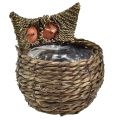 Floristik24 Decorative owl plant pot planter straw grey brown 16×11cm