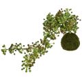 Floristik24 Green plant artificial pearl string in moss ball 38cm