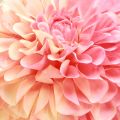 Floristik24 Artificial Dahlias in Peach Pink Ø10cm L80cm 2pcs